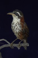 藏品(小彎嘴)的圖片